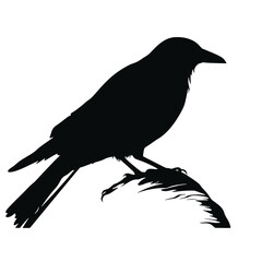 crow  Silhouette 