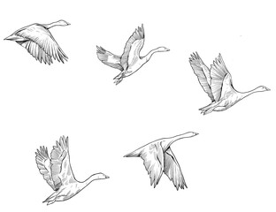 Swan migrating fly sketch illustration
