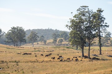 Farming landscape of stud angus and wagyu bulls grazing, with beautiful cows and cattle grazing on pasture in spring on a farm, with a crop growing food behind with hills and trees in nature