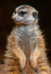 Fototapeta premium Meerkat (Suricata suricatta) stands guard, Hartbeespoort Dam, North West.