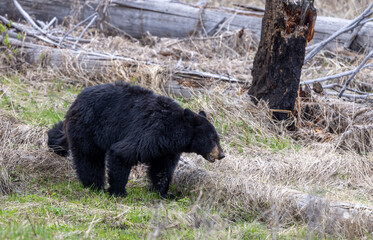 Black Bear in Springtime in Yellowstoen National Park