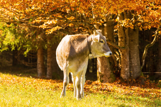 Kuh - Herbst - Allgäu - Bäume - Hörner - Braunvieh