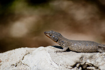 Lizard on a rock
