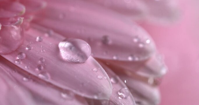 Super slow motion of splashing crystal clear pure water drops are falling on green fresh organic pink gerber daisy flower plant while it's raining in garden at 1000 fps.