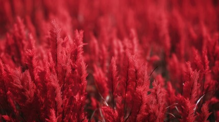 The background of the grass is in Crimson color