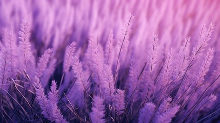 Fototapeta premium The background of the grass is in Lavender color.