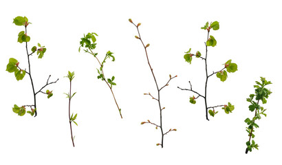 Various spring tree branches with young green leaves and buds on white background