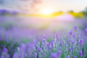 Naklejka premium Lavender flowers field in bloom on sunset sky natural background.