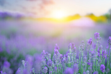 Lavender flowers field in bloom on sunset sky natural background.