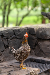 gray hen standing free on a barbecue. vertical composition
