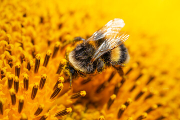 Bumblebee on sunflower covered with pollen. Yellow background, macro shot.