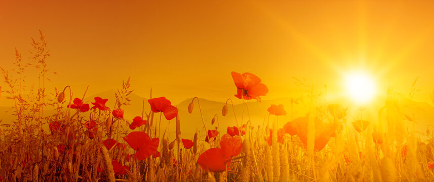 Mohnblumen bei Sonneuntergang vor Horizont