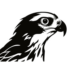 eagle head isolated on white