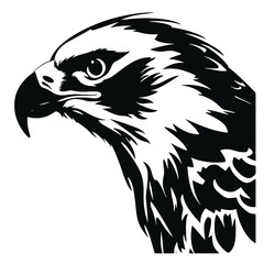 eagle on a white background