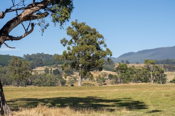 Farming landscape of stud angus and wagyu bulls grazing, with beautiful cows and cattle grazing on...