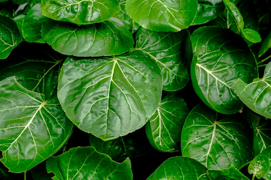 Close up of Polyscias Scutellaria also known as shield aralia or plum aralia or Cup Leaf or Dinner Plate Aralia or Daun mangkokan. leaf looks shaped like heart and droplet water in parks background.