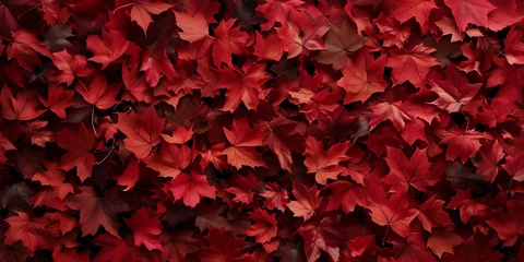 Foto op Plexiglas red leaves background. red maple leaves © Picture for You