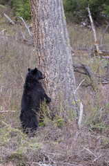Black Bear in Springtime in Yellowstoen National Park