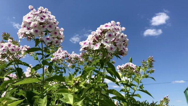 Pink phlox shot from bottom to top against a blue sky.