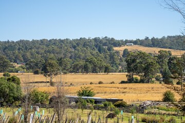 Fototapeta na wymiar beautiful farming landscape with trees and fields cows