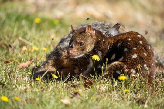 spotted quoll eating roadkill meat close up in tasmania australia. native australian animal