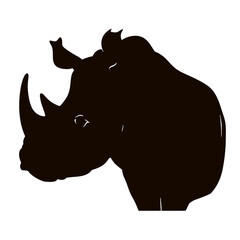 rhino isolated on white