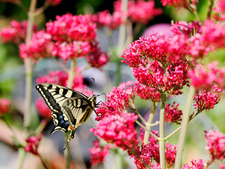 Old world swallowtail butterfly (Papilio machaon) seen from profile and gathering nectar on valerian flowers. It is the type species of the genus Papilio 