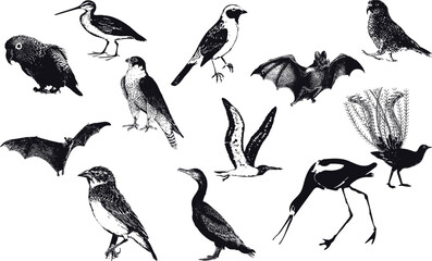bird set