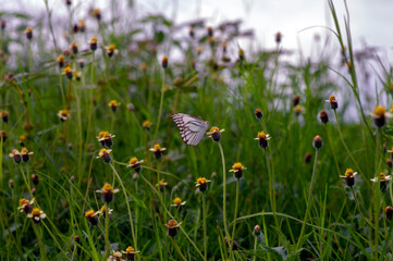 A butterfly on Mexican daisy (Tridax procumbens L.), tiny yellow flowers in the meadow, selected focus