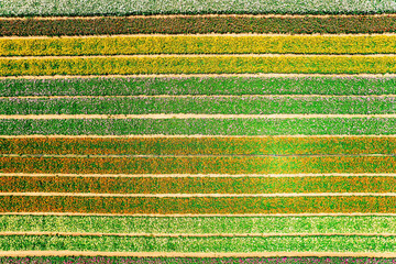 The field of blooming buttercups