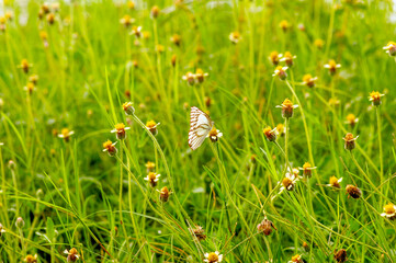 A butterfly on Mexican daisy (Tridax procumbens L.), tiny yellow flowers in the meadow, selected focus