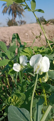 White Flower of the Pisum sativum or white flower of the pea or white butterfly like flower of garden pea