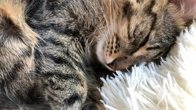 Striped Maine Coon lies on a fluffy white blanket. Rest and relaxation concept. New year cat. World Pet Remembrance Day. Pet Day. International Animal Rights Day