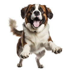 Healthy St.Bernard dogs are running and jumping happily on PNG transparent background.