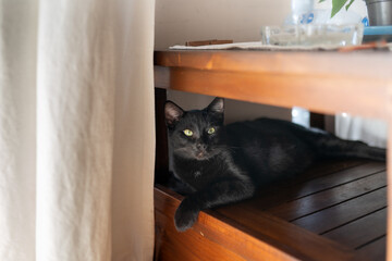 black cat with green eyes lying under a brown table	