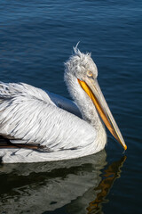 Sanfte Sch&ouml;nheit: Ein Pelikan auf dem Kerkini-See