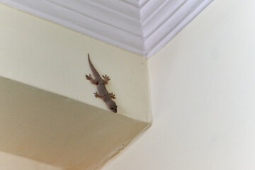 Small nimble gecko crawls on wall inside house, delicate feet of cute lizard navigating vertical...
