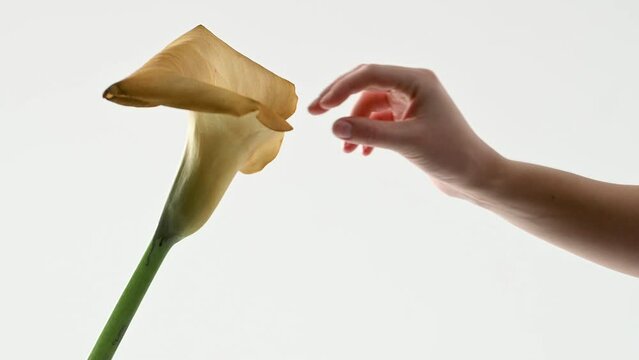 Female fingers touch calla flower in form of female body parts on white background. creative metaphor 
Flower mimicking vulva. Flower vagina ubrication and fingers closeup. Women's sexuality, sex