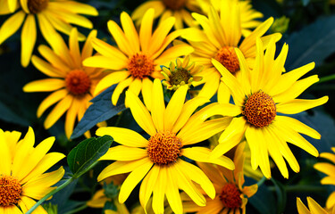 Beautiful blooming yellow flowers of Rudbeckia Fulgida, commonly known as Goldsturm or Brown Eyed Susan.