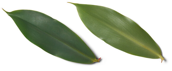 thebu plant leaves, costus speciosus, commonly found in sri lanka and widely used in ayurveda...