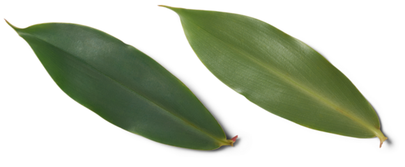 thebu plant leaves, costus speciosus, commonly found in sri lanka and widely used in ayurveda medicine, leaves are beneficial for control blood sugar and reduce diabetes, isolated on white background
