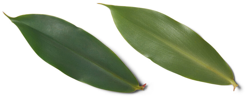 thebu plant leaves, costus speciosus, commonly found in sri lanka and widely used in ayurveda medicine, leaves are beneficial for control blood sugar and reduce diabetes, isolated on white background