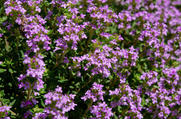 Thyme flowers close-up. Herbs. agriculture