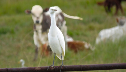 Great egret (Egretta alba), with transition between yellow and black beak, farmland near Fochville, North West.