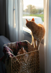 vertical composition .tabby cat on the edge of a basket tries to open the window