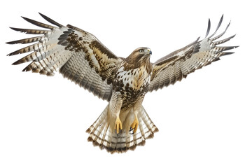 common buzzard in flight, isolated on transparent png - obrazy, fototapety, plakaty