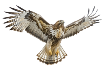 common buzzard in flight, isolated on transparent png
