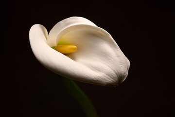 White Calla Lilly flower Isolated on a black background