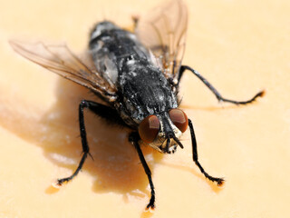 Macro of a fly on the ground with red eyes whose eyespots can be clearly seen 