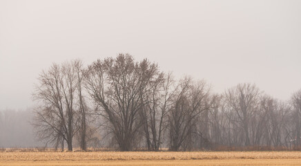Foggy treeline behind an open field with grey skies. Neutral negative space image with room for copy above